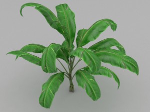 plant 3D 모델