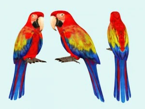 parrot 3D Model