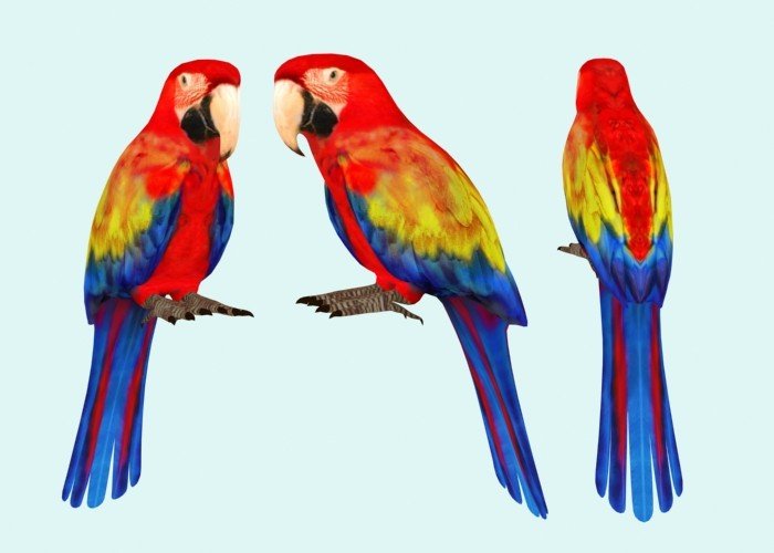 Parrot 3d cheap