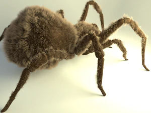shaggy spider 3D Model