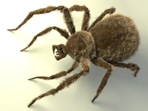 shaggy spider 3D Model