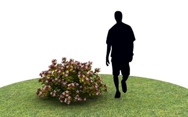Plants abelia floribunda Modello 3D .c4d .max .obj .3ds .fbx .stl .blend 