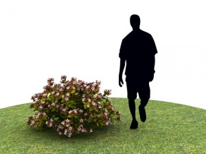 Plants abelia floribunda 3D Model