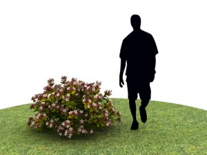 Rośliny abelia floribunda Model 3D