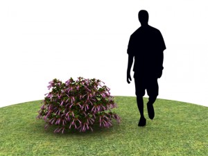 Plants abelia floribunda Modello 3D