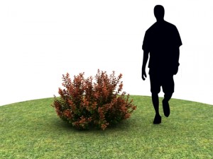 Plants abelia floribunda Modello 3D