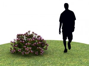 Plants abelia floribunda Modello 3D