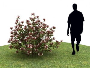 Plants abelia floribunda Modello 3D