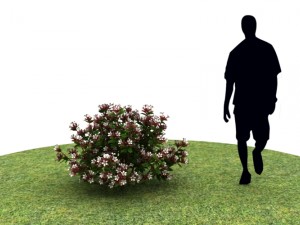 Plants abelia floribunda Modello 3D