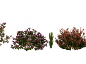 Plants abelia floribunda Modello 3D