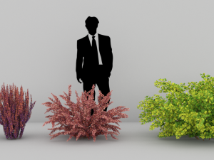 plants berberis Modello 3D