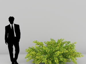 plants berberis 3D Модель