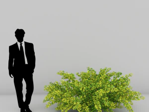 plants berberis 3D Model
