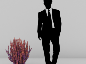 plants berberis 3D Модель