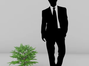 plants berberis 3D Model