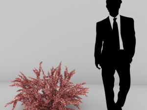 plants berberis 3D Модель