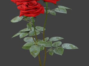 rose 3D-Modell
