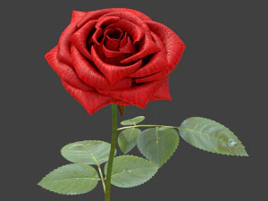 rosa Modelo 3D