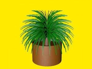 кімнатна рослина в горщику 3D Модель