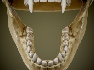 skull with fangs Modelo 3D