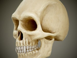 skull with fangs Modelo 3D