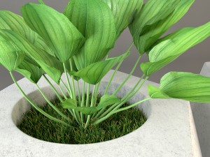 plant 3D Model