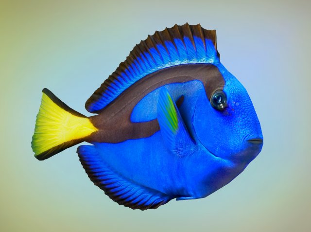 fish paracanthurus hepatus low-poly Modelo 3D .c4d .max .obj .3ds .fbx .stl .blend 