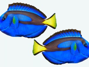 fish paracanthurus hepatus low-poly Modelo 3D