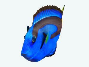 fish paracanthurus hepatus low-poly Modelo 3D