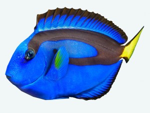 fish paracanthurus hepatus low-poly Modelo 3D