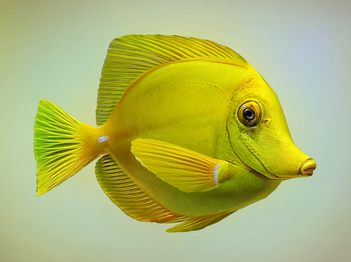 yellow tang 3D Model .c4d .max .obj .3ds .fbx .stl .blend
