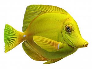 yellow tang Modèle 3D
