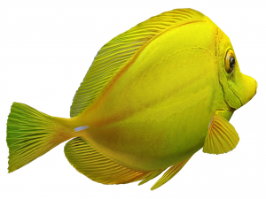 yellow tang Modèle 3D
