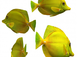 yellow tang Modèle 3D