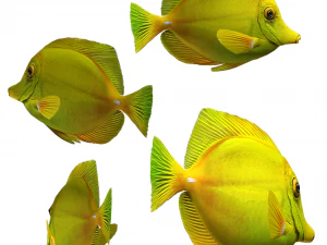 yellow tang 3D Model