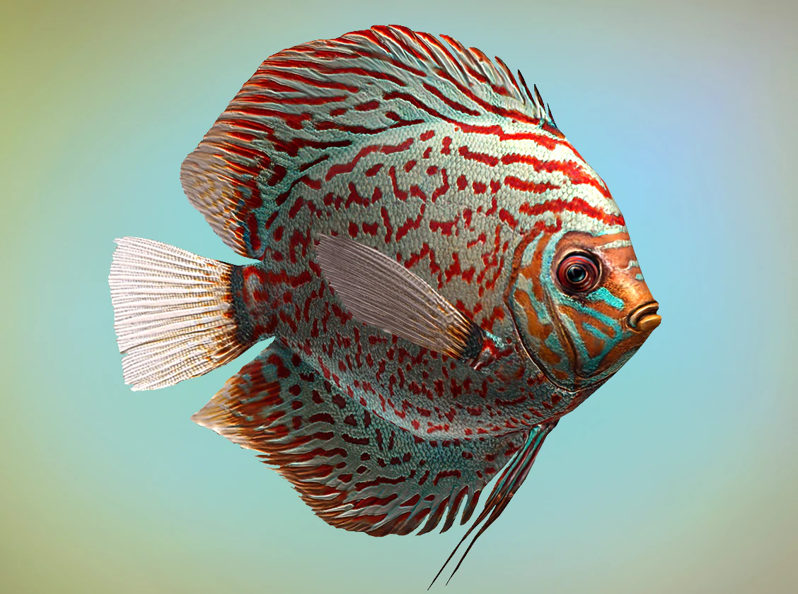 disque de poisson Modèle 3D .c4d .max .obj .3ds .fbx .stl .blend 