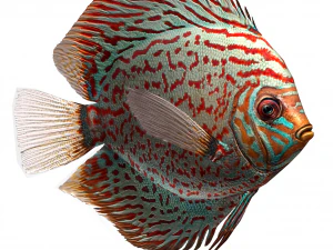 disque de poisson Modèle 3D