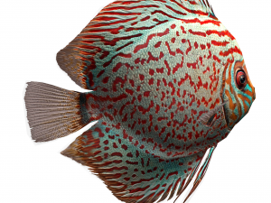 fish discus 3D Model