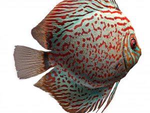 disque de poisson Modèle 3D