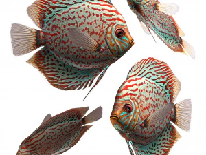 disque de poisson Modèle 3D