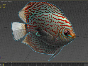 disque de poisson Modèle 3D