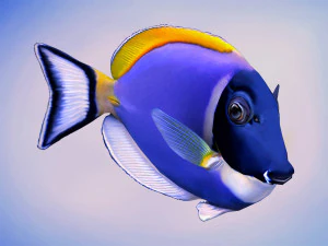 Acanthurus Leucosternon Low-poly 3D Модель