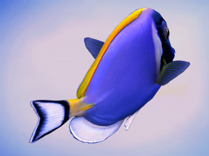 Acanthurus Leucosternon Low-poly Modèle 3D