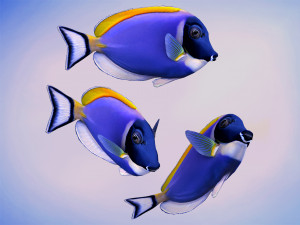 Acanthurus Leucosternon Low-poly Modèle 3D