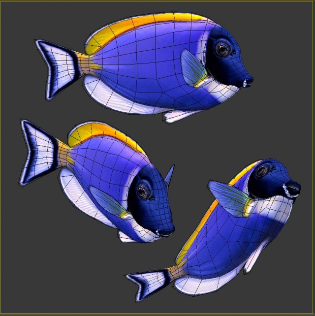 Download Acanthurus Leucosternon Low-poly 3D Model