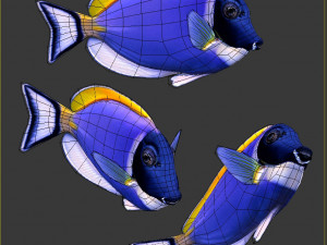 Acanthurus Leucosternon Low-poly Modèle 3D