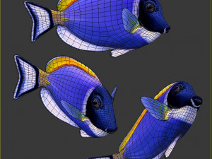 Acanthurus Leucosternon Low-poly Modèle 3D