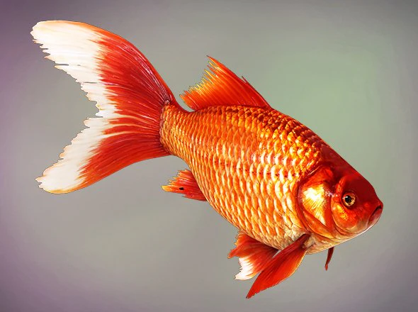 Fish Cyprinus Carpio Low-poly 3D Model .c4d .max .obj .3ds .fbx .stl .blend 