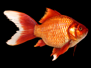 Fish Cyprinus Carpio Low-poly 3D Model