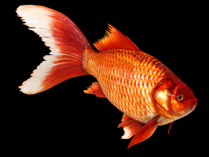 Fish Cyprinus Carpio Low-poly 3D Model